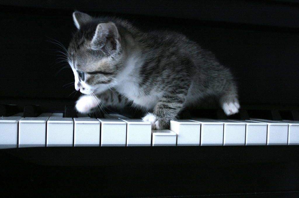 Piano Cat